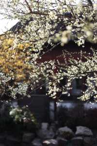 燕園|又一年梅花開了