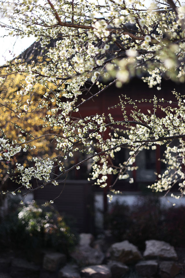 燕園|又一年梅花開了 燕園|又一年梅花開了