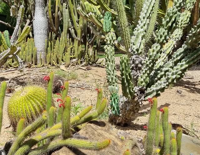澳洲洛克咸頓植物園：大自然的綠色天堂 