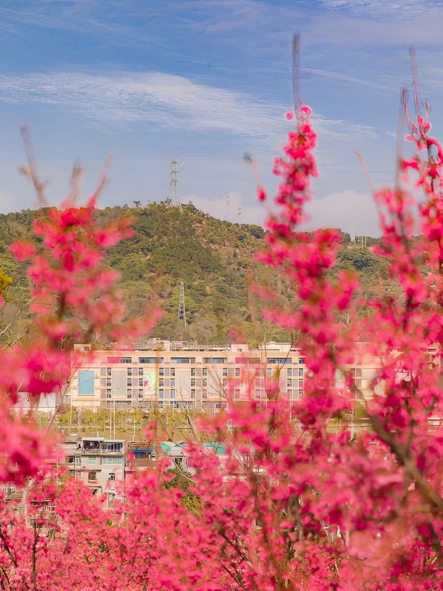福州小眾花海境，人少景美還出片