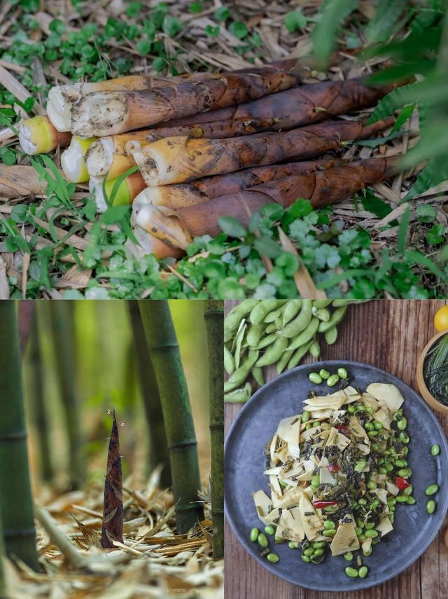來簡愛·做點春日正經事