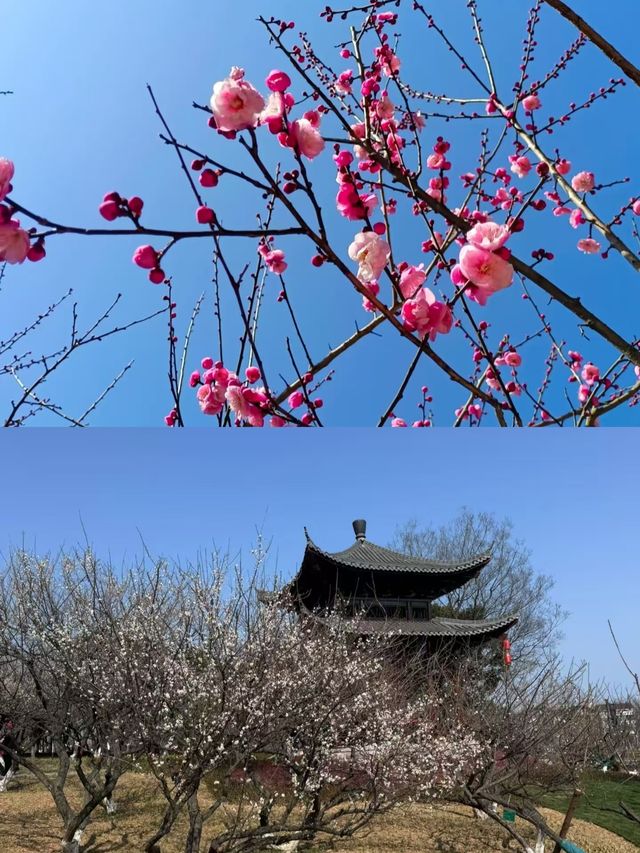杭州超山，一個小眾嘅旅遊地。