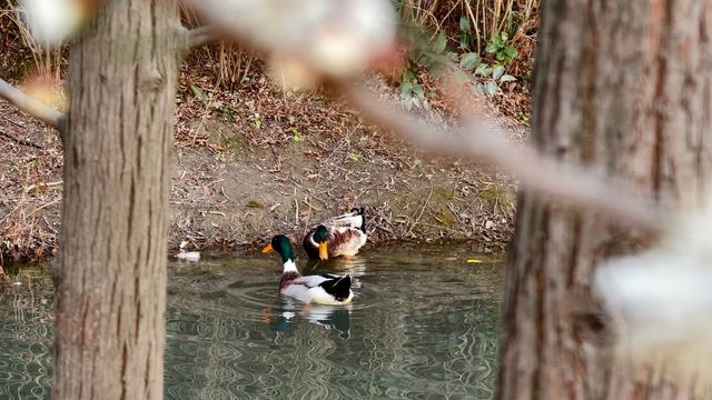 蛇年新春賞梅記