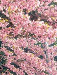 春日限定！成都賞花地圖大公開