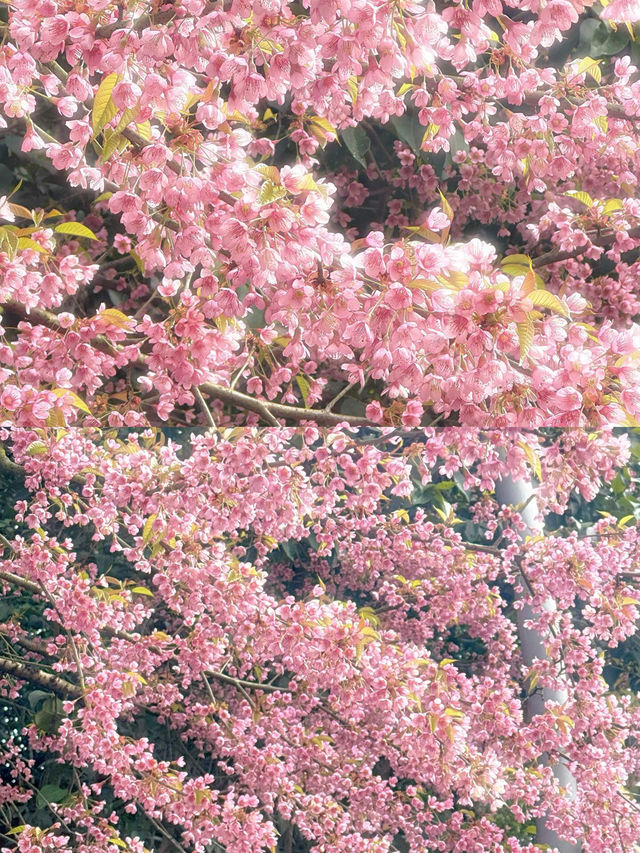 春日限定！成都賞花地圖大公開