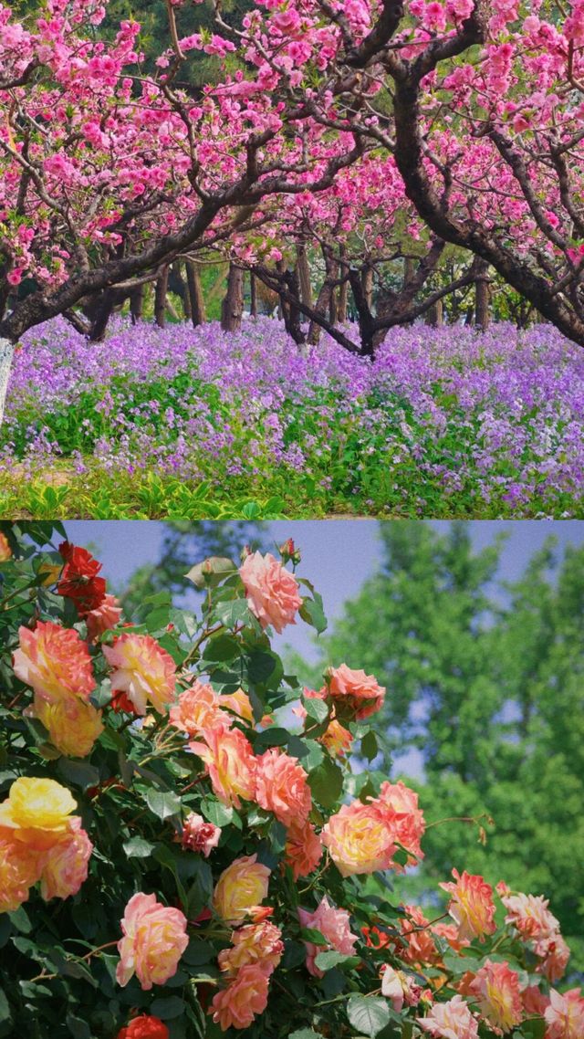 朝陽公園有自己的低配版普羅旺斯