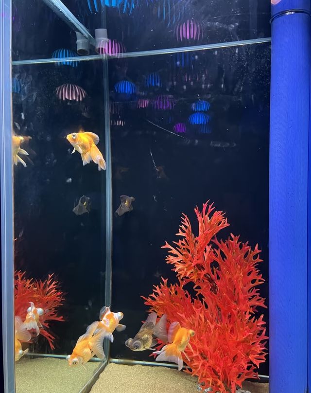 快來深圳海洋奇夢館吧