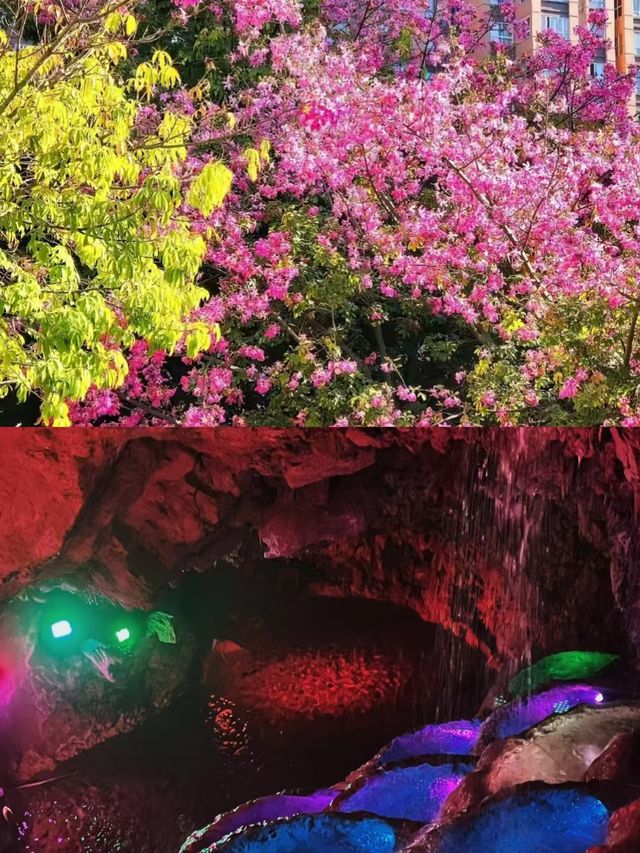 3月的攀枝花，真的贏麻了。