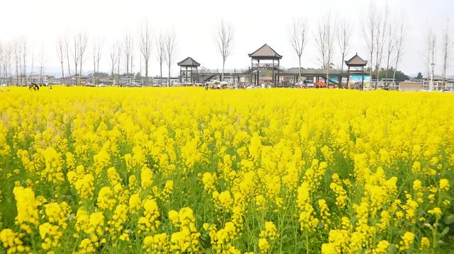 達州春天賞花季