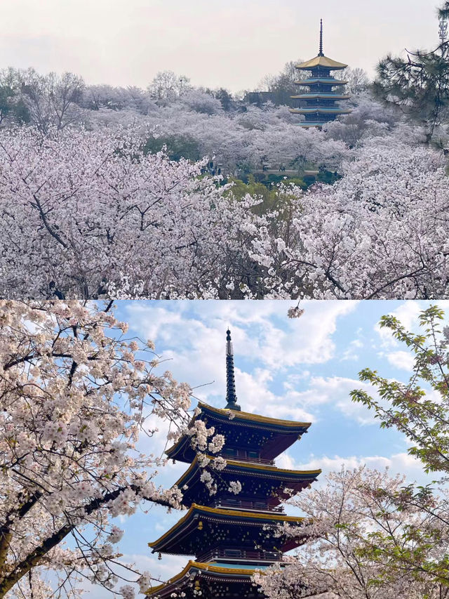 三月份的東湖櫻花園 在武漢真的沒有對手