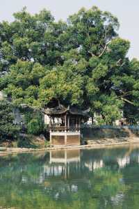 婺源油菜花實況播報｜想去嘅姊妹請再等一周