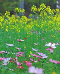 版畫村遇上色彩斑斕的油菜花海，太美太夢幻
