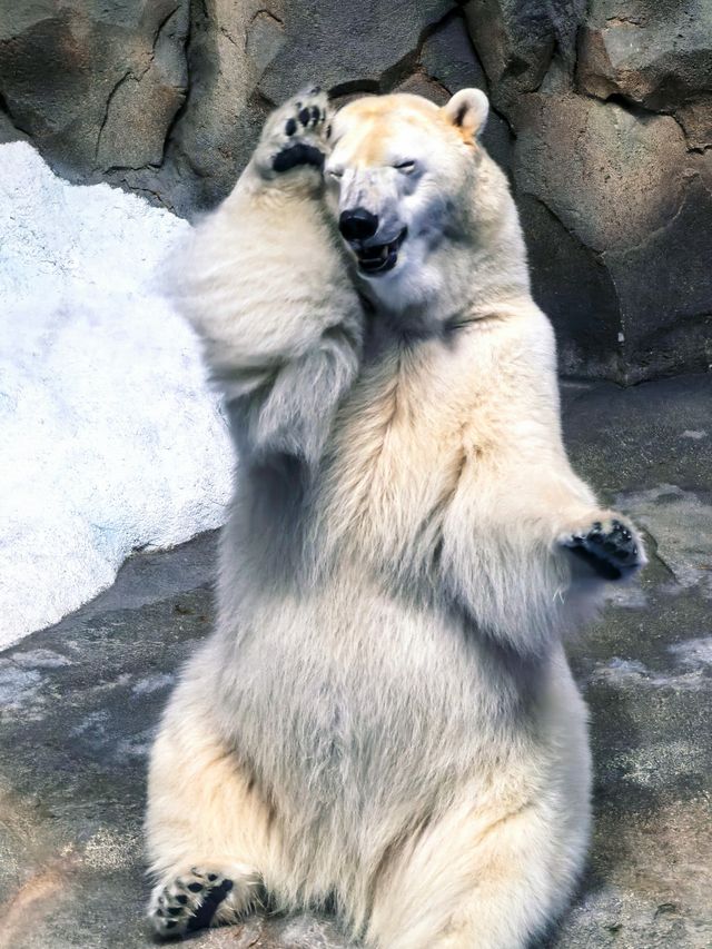 海花島海洋公園 動物互動攻略大放送
