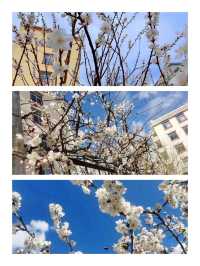 「星山月影·懸崖民宿」春醒日記 🏔️「星山月影·懸崖民宿」春醒日記