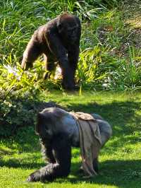 萊比錫動物園通關記！超大園區的瘋狂動物追蹤