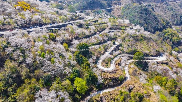 浙江寧波：賞櫻勝地不完全推薦