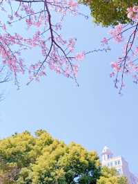 櫻之通信！靜安賞花正當時