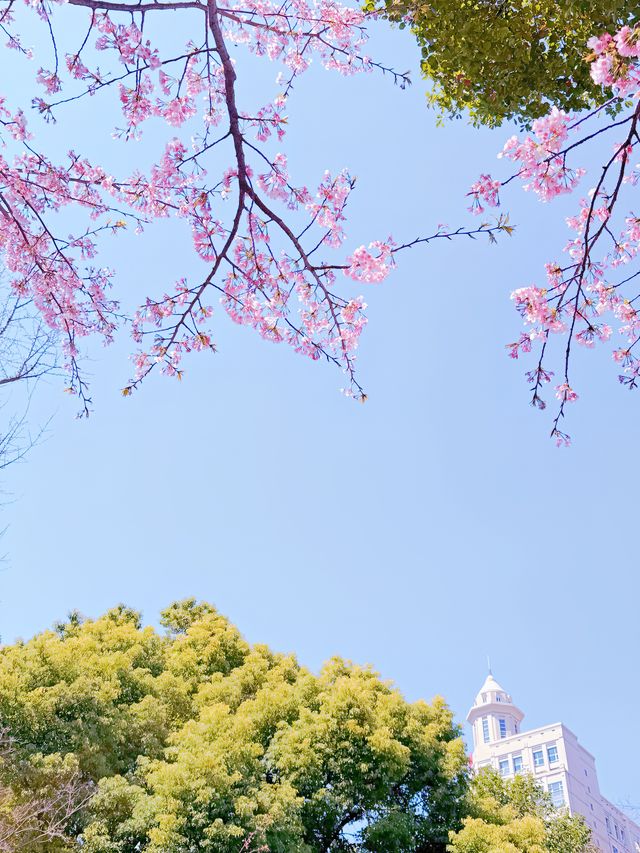 櫻之通信！靜安賞花正當時