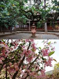 藏於沙溪古鎮中的“國保” 興教寺