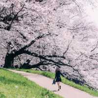 我宣布！！這裡就是春日賞櫻天花板🌸