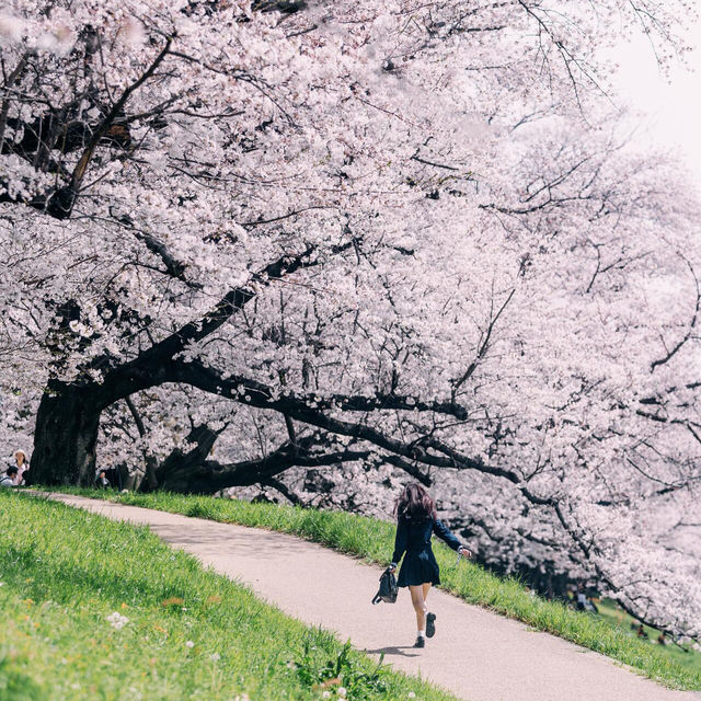 我宣布！！這裡就是春日賞櫻天花板🌸