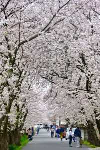 2024 Japan Cherry Blossom Season Summary (Recommendations and Avoidances)