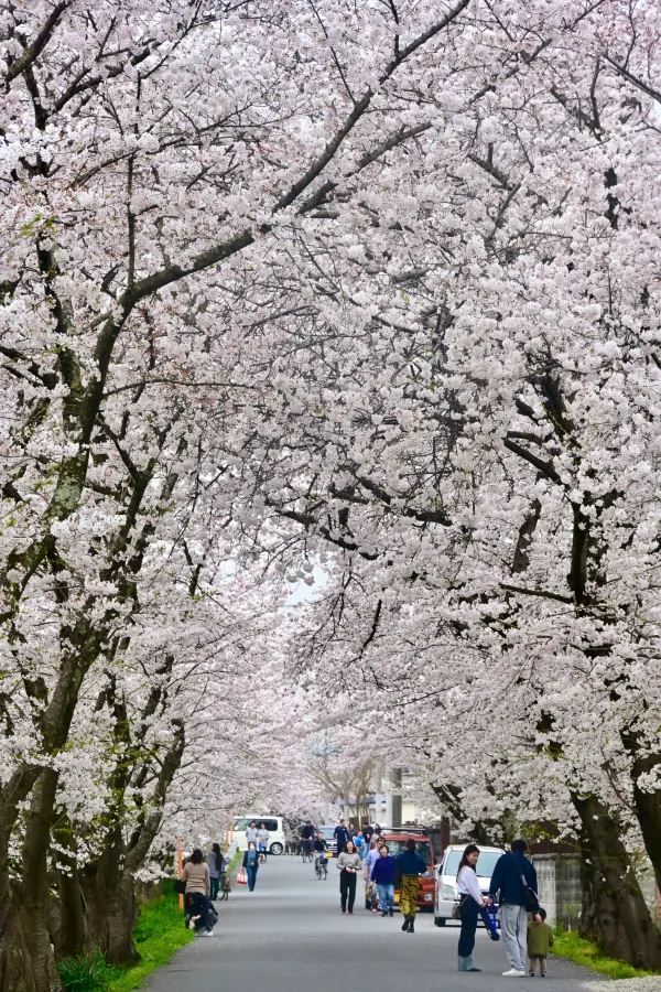 2024 Japan Cherry Blossom Season Summary (Recommendations and Avoidances)