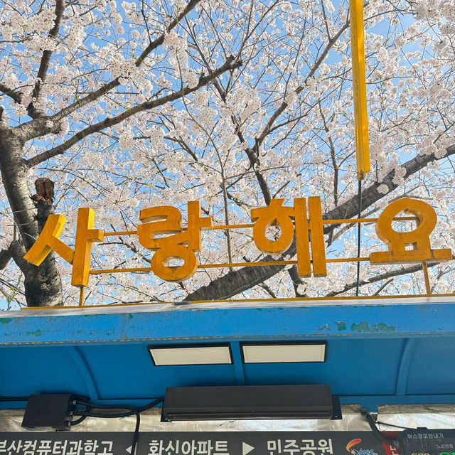 🇰🇷釜山的春天，只去這5個地方就夠了！