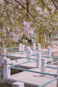 春日來信｜庾園海棠花開