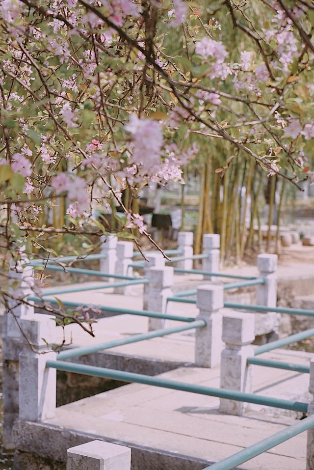 春日來信｜庾園海棠花開
