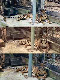 胡志明西貢動物園及其周邊