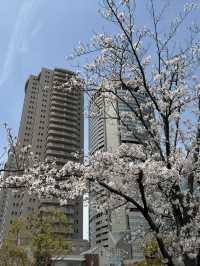 大阪午後櫻見：天滿橋與毛馬櫻之宮公園的河岸花宴🌸🌉