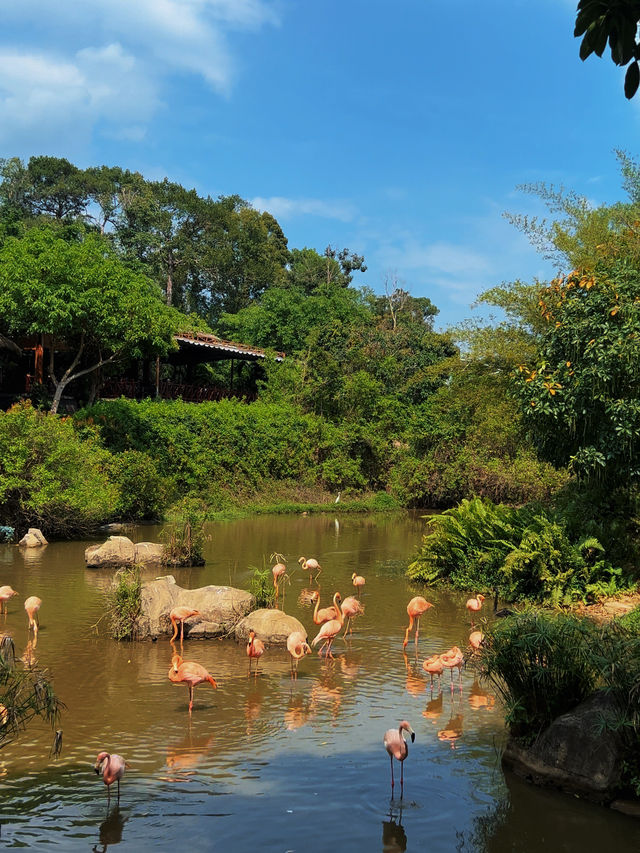 【富國島野性出片指南｜在珍珠野生動物園拍出野性大片】