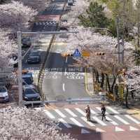 釜山櫻花季來襲🌸 超詳細賞櫻地圖