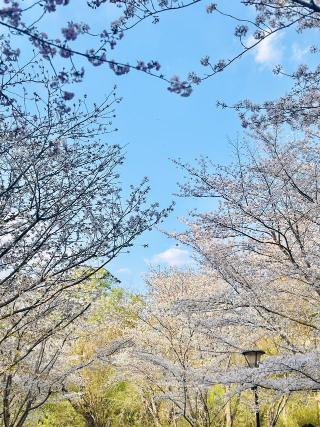 最美櫻花季｜唔使去東京，喺北京玉淵潭都有得睇