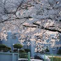 釜山追櫻必衝！溫泉川公園美到破防🥺🌸