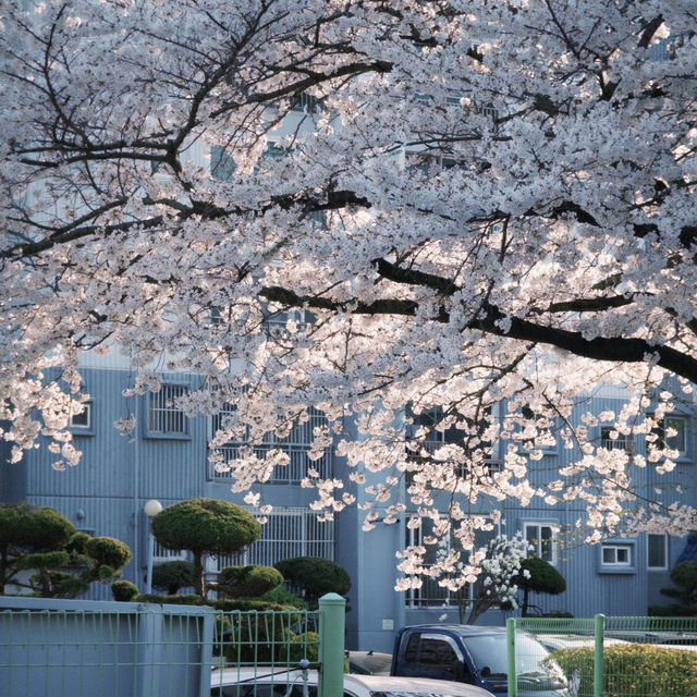 釜山追櫻必衝！溫泉川公園美到破防🥺🌸