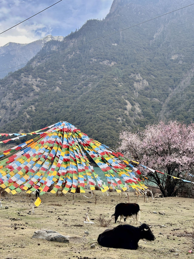 比起嘎拉桃花村，我更愛沿途的雪山和桃樹