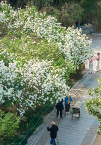 被軟萌的白色花球「霸道」暴擊～～