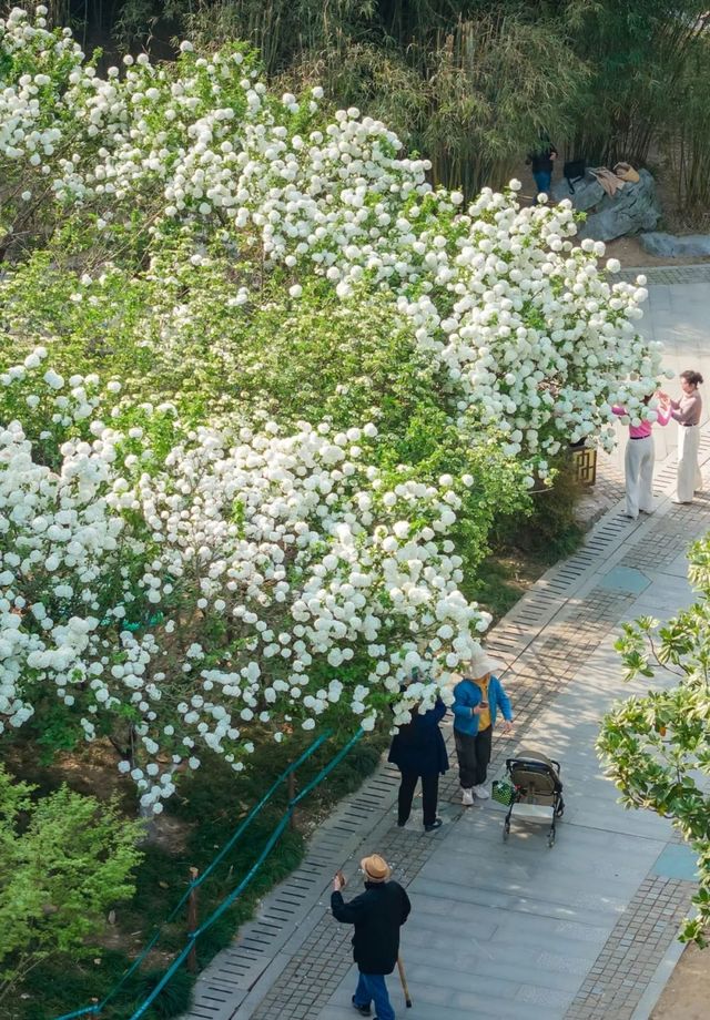 被軟萌的白色花球「霸道」暴擊～～