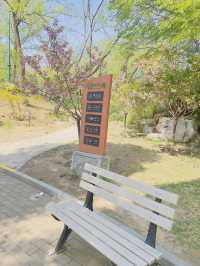 Cherry blossoms at Yuyuan Park Beijing