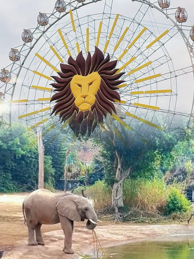 不去非洲在清遠長隆竟然能看到動物大遷徙