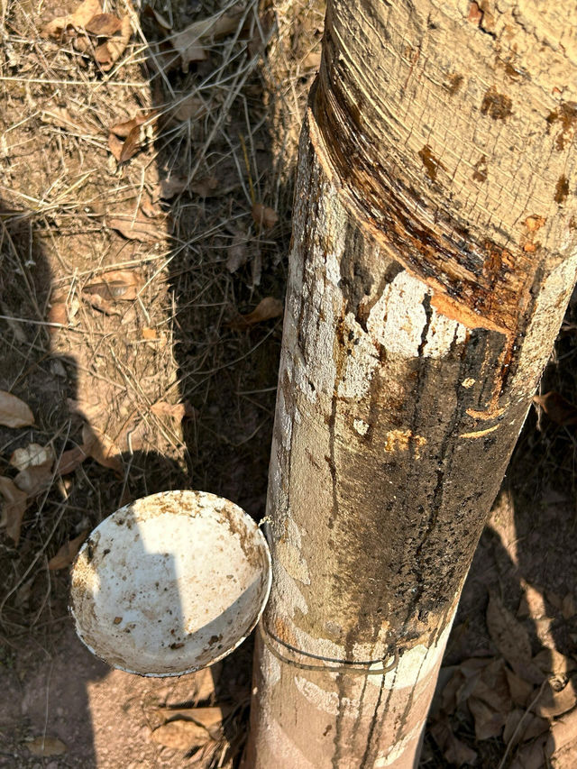 救命！西雙版納雨林徒步天花板被我找到了！