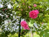 五一去哪裡？又到一年薔薇花季~