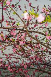早春野趣 | 茅堤至烏龜潭秘境賞桃花環線攻略