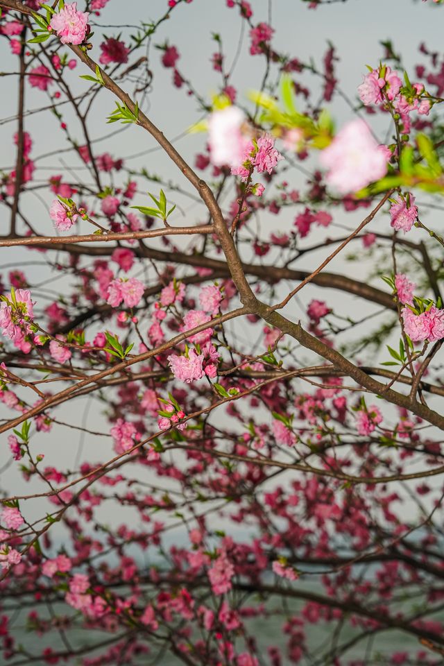 早春野趣 | 茅堤至烏龜潭秘境賞桃花環線攻略