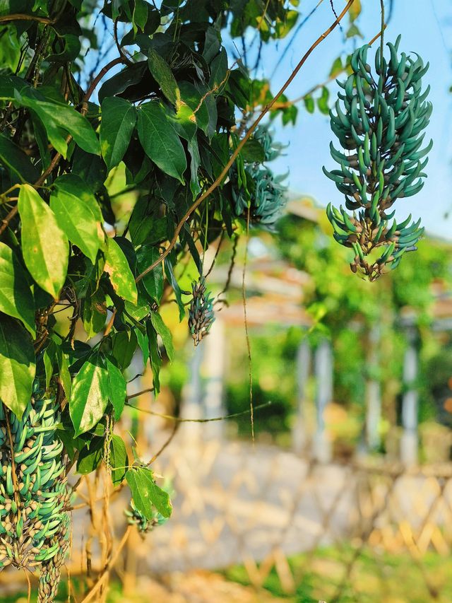 親子遊熱帶植物園丨西園3小時步行探秘全記錄