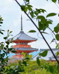 京都＆宇治雙城記，世界文化遺產之旅
