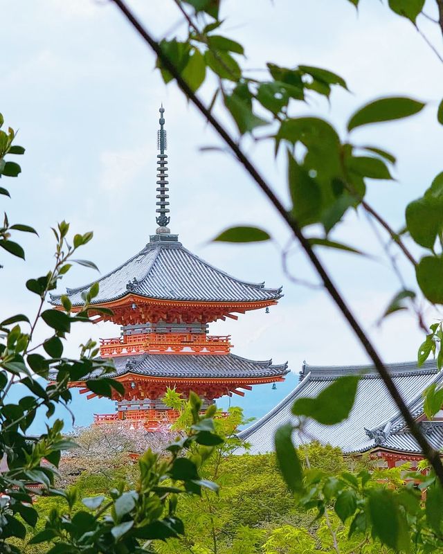 京都＆宇治雙城記，世界文化遺產之旅