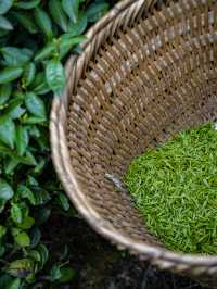 上春山重慶周邊春日採茶寶藏地！超治癒